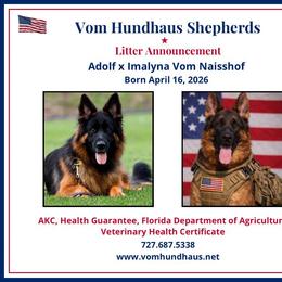 German Shepherd puppies from Vom Hundhaus Shepherds