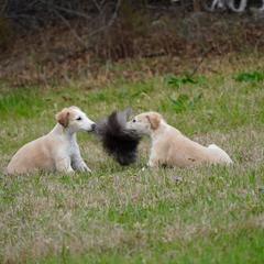 Borzoi Puppies from Rezance Borzoi