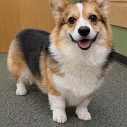 Pebbles - Pembroke Welsh Corgi