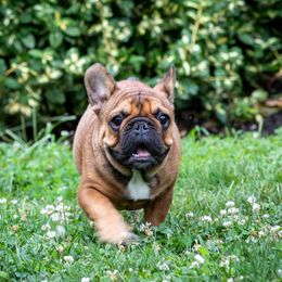 French Bulldog Puppies from Bleu Rock French Bulldogs