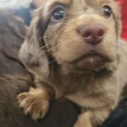 Dachshund Puppies from Smiling Dog Dachshunds