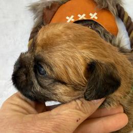 Chubacca (Chewy) - Belge male Brussels Griffon puppy in Seneca, Missouri from Stephanie’s Puppy Colony