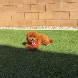 Millie - Red  female Goldendoodle puppy in Anaheim, California from Doodles
