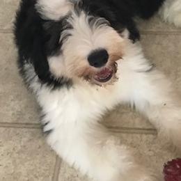 Old English Sheepdog Puppies from Bizzeeboots OES