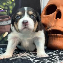 Toothless - Black tri-color female Australian Shepherd puppy in Wrightstown, New Jersey from Hartzland Farm Australian Shepherds