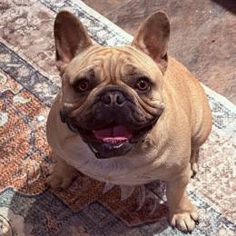 Tater - Fawn male French Bulldog puppy in Almo, Kentucky from Busy Bee French Bulldogs
