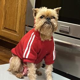 Lulu - Brussels Griffon