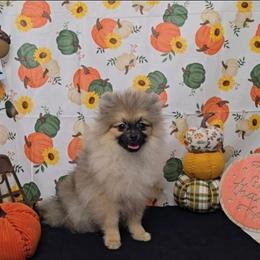 Tintin - Orange sable male Pomeranian puppy in Ontario, Oregon from S'more Pomeranians