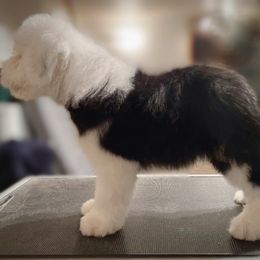 Old English Sheepdog Puppies from Whimzy Old English Sheepdogs