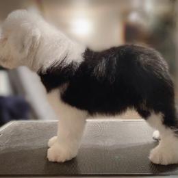 Old English Sheepdog Puppies from Whimzy Old English Sheepdogs