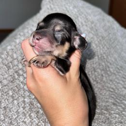 Bosc - Black and cream male Dachshund puppy in Woodville, Wisconsin from Dairyland Dachshunds