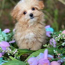 Flinn - Apricot male Maltipoo puppy in Bellingham, Washington from My Sweet Poodles and Doodles