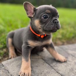 Gino - Tricolors male French Bulldog puppy in Salisbury, Maryland from 77 Frenchies Maryland