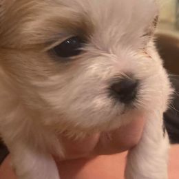 Bernese Mountain Dogs and Shih Tzus from Peekaboo Farms