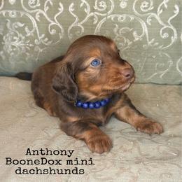 Anthony - Chocolate and tan male Dachshund puppy in Lexington, Oklahoma from BooneDox Miniature Dachshunds