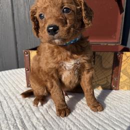 Blue Puppies collar - Red  male Goldendoodle puppy in Rush, New York from Care Bear Puppies