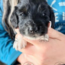 Mr. Dk. Blue-2400 - Dapple male Dachshund puppy in Sparr, Florida from From the Heart Doxies