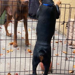 Doberman Pinscher Puppies from Love of Dobermans