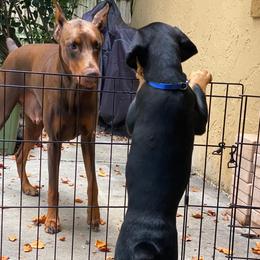 Doberman Pinscher Puppies from Love of Dobermans