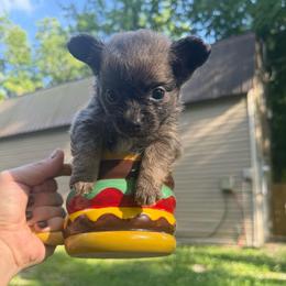 Pink princess - Blue merle female Chihuahua puppy in Little Rock, Arkansas from Plum and Pom Kennel