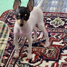 Girl 1 - White black and tan female Toy Fox Terrier puppy in Wayne, Oklahoma from FritzFox Toy Fox Terriers