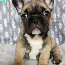 French Bulldogs from Grundy's Canines