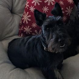 Haggis - Scottish Terrier