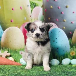 Fly - Black and white female Border Collie puppy in Avilla, Indiana from Borderline Kennels