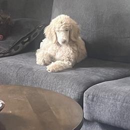 Poodle Puppies from Legacy Farms Standard Poodles