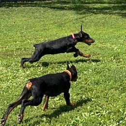 Eliza - Black and rust female Doberman Pinscher puppy in Aredale, Iowa from Royal Dynasty Dobermann Kennel