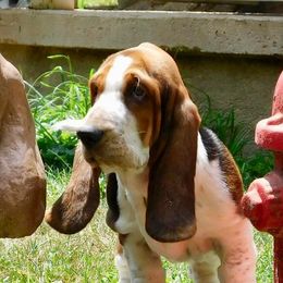 Basset Hounds from Bumpkin Basset Hounds