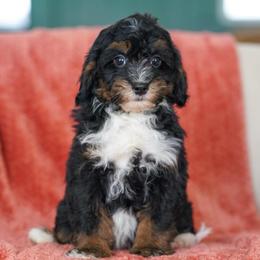 Corky - Tri-color male Bernedoodle puppy in Dundee, Ohio from Down Home Doodle