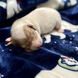 Male 2 - Piebald male Dachshund puppy in Winchester, Kentucky from Morton’s Teenie Weenies