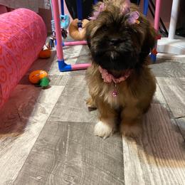 Yari - Sable and white female Shih Tzu puppy in Roseville, Michigan from Diamond Paws LLC