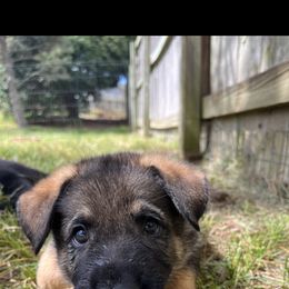 German Shepherd Puppies from Paws Of Germany