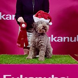 Masha - Lagotto Romagnolo