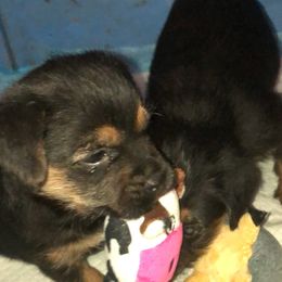 Border Terrier Puppies from Jessica’s Border Terriers