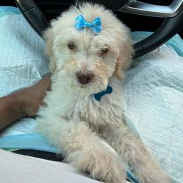 Snow - Cream female Labradoodle puppy in Houston, Texas from Prime & Prissy Pooches