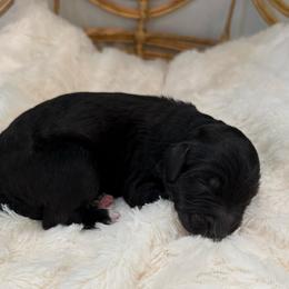 Girl 3 - Black and white female Aussiedoodle puppy in Pomona, California from Socal Aussiedoodles