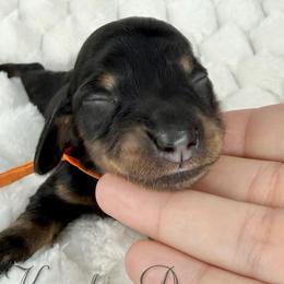 Alex🧡 - Black and cream male Dachshund puppy in New Braunfels, Texas from 2 Knights Doxies