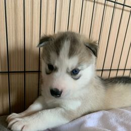 Siberian Husky Puppies from Canace Siberians