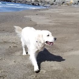 Ellie - Golden Retriever