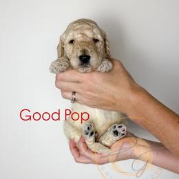 Good Pop (red collar) - Apricot male Goldendoodle puppy in Murrieta, California from Apricot Poodles & Goldendoodles, LLC