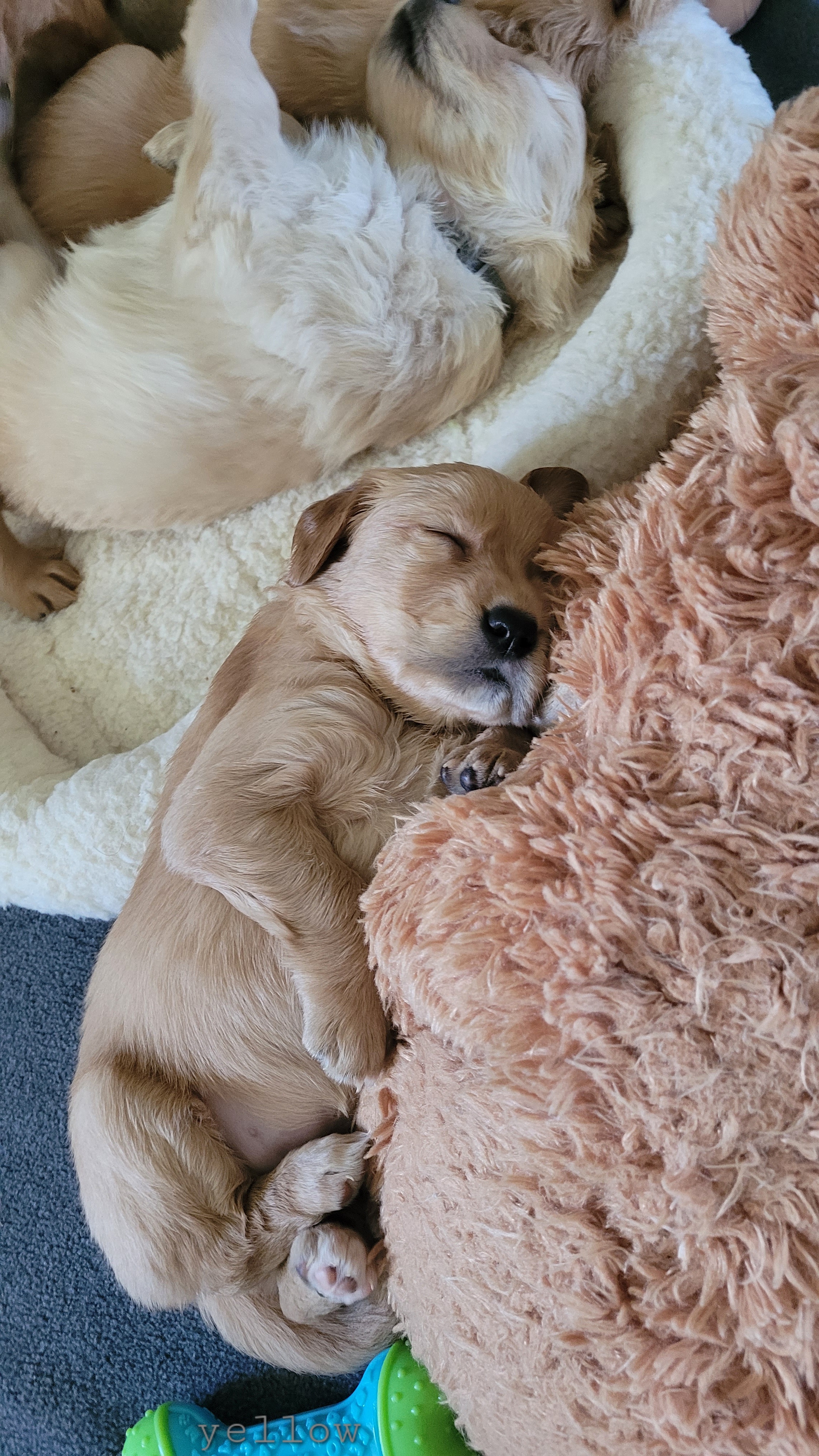 Golden Retriever Puppies from Middlecreek Goldens