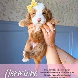 Hermione - Red female Bernedoodle puppy in South Jordan, Utah from Wonderful World Doodles