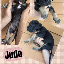 JUDO - Black male Great Dane puppy in Bolivar, New York from Prophecy Danes