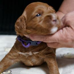 Minnie - Red female Australian Labradoodle puppy in Fontana, California from Glory Labradoodle’s
