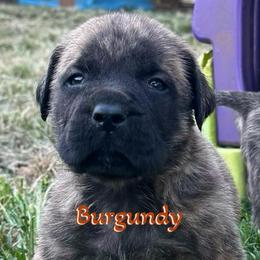 Clyde II - Brindle male Mastiff puppy in Carthage, Missouri from Mama’s Mastiffs