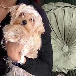 Theo - Gold male Yorkshire Terrier puppy in Cape Coral, Florida from Katherine’s Yorkies and Poodles