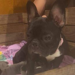 Bulldogs and French Bulldogs from A_Toda_Madre